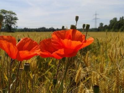 Klatschmohn auf einem Feld Klatschmohn